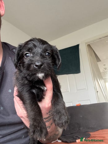Mixed Breed dogs 1 black female left 3/4 jack russsel 1/4 cockapoo - Advert 9