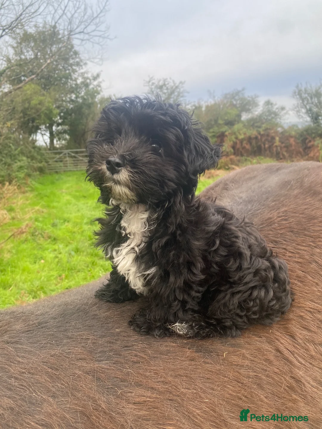 Yorkiepoo dogs for sale: Yorkiepoo puppy (male) - Advert 4