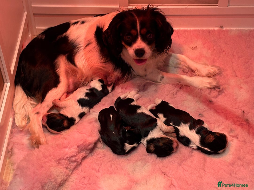 Cavalier King Charles Spaniel dogs for sale: All Reserved . - Advert 1
