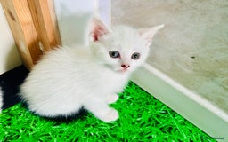 Mixed Breed cats for sale: 3 Beautiful Kittens - Image 4