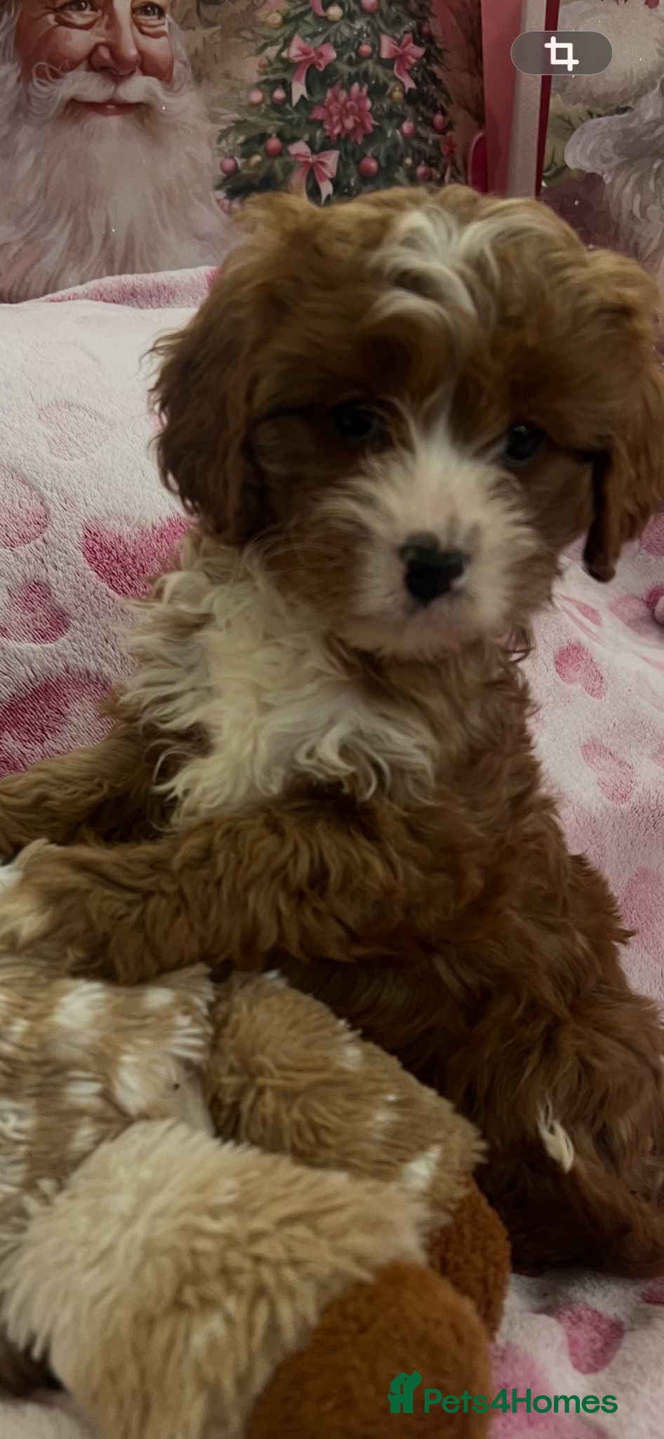 Cavapoo dogs Cavapoo puppies ready now 🏡 - Advert 1