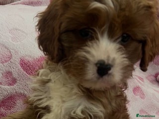 Cavapoo dogs Cavapoo puppies ready now 🏡 - Advert 1