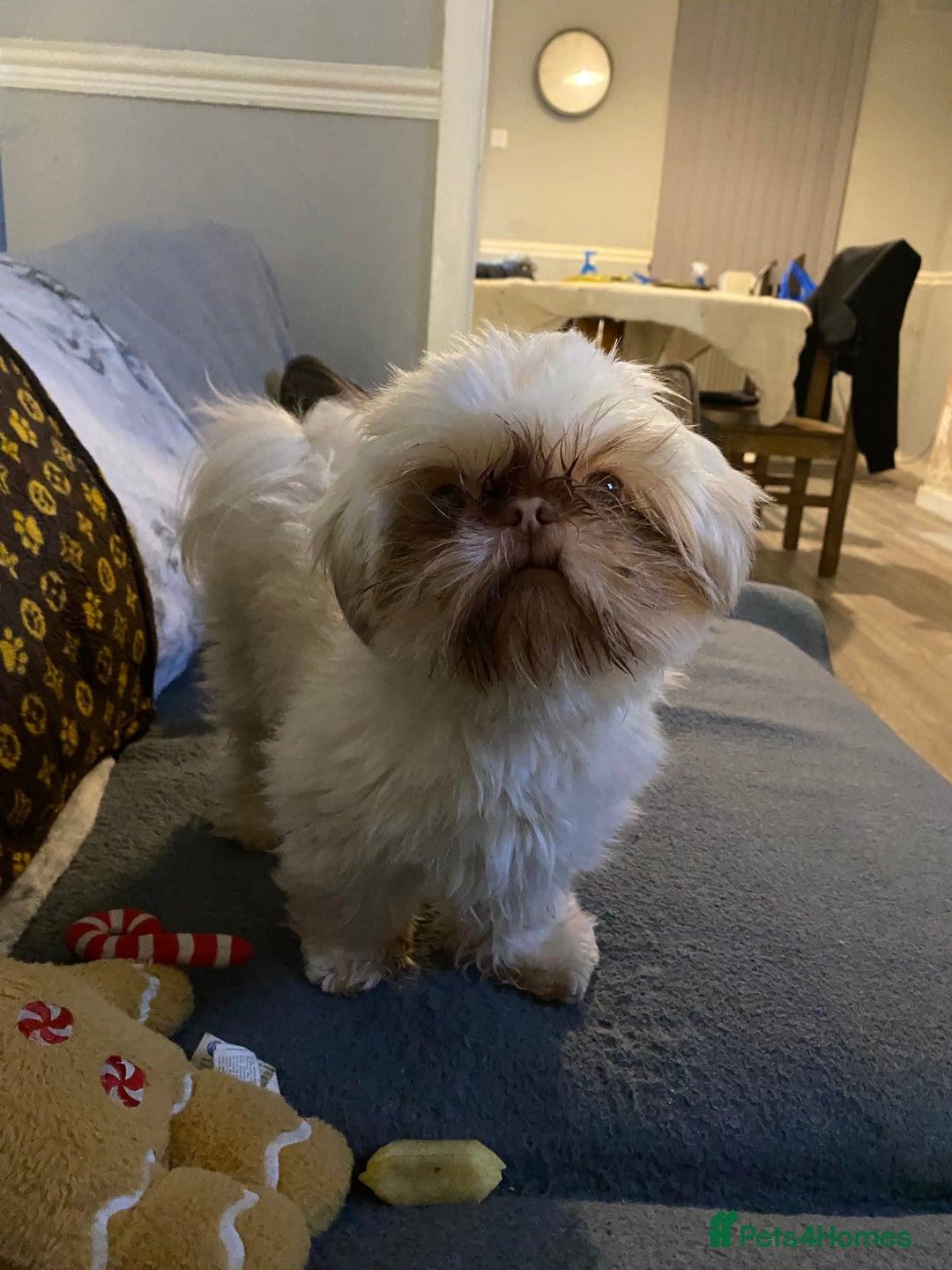 Shih Tzu dogs for stud: Imperial Shitzu - Image 3