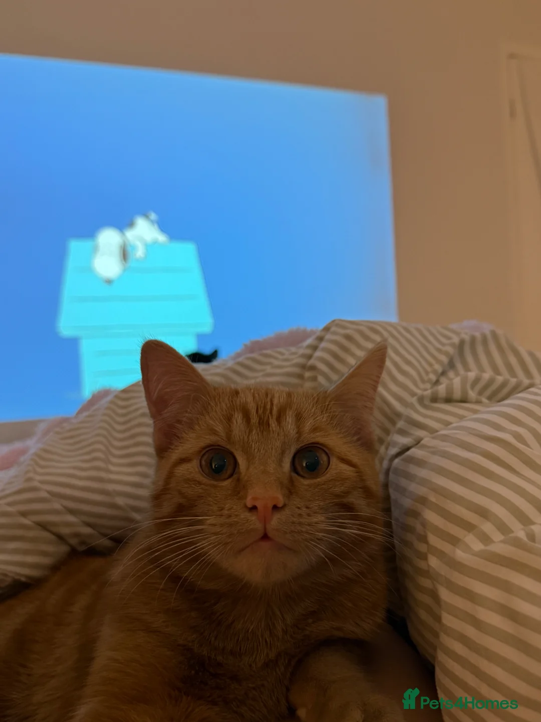 Domestic Shorthair cats for sale: Male 10 Month old Kitten in Dundee - Advert 5