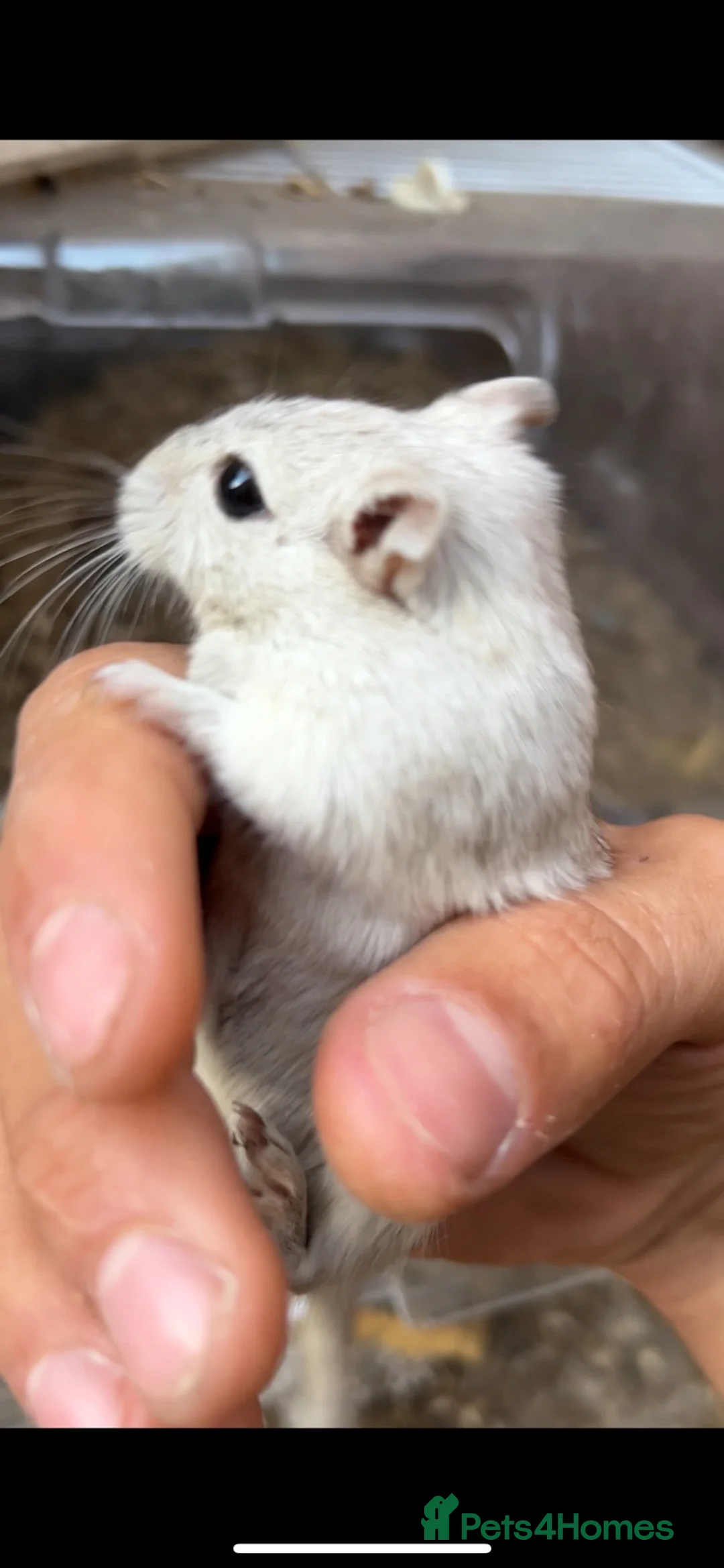 Gerbil rodents for sale: 2 months old young female super tame cudly gerbil  - Advert 2