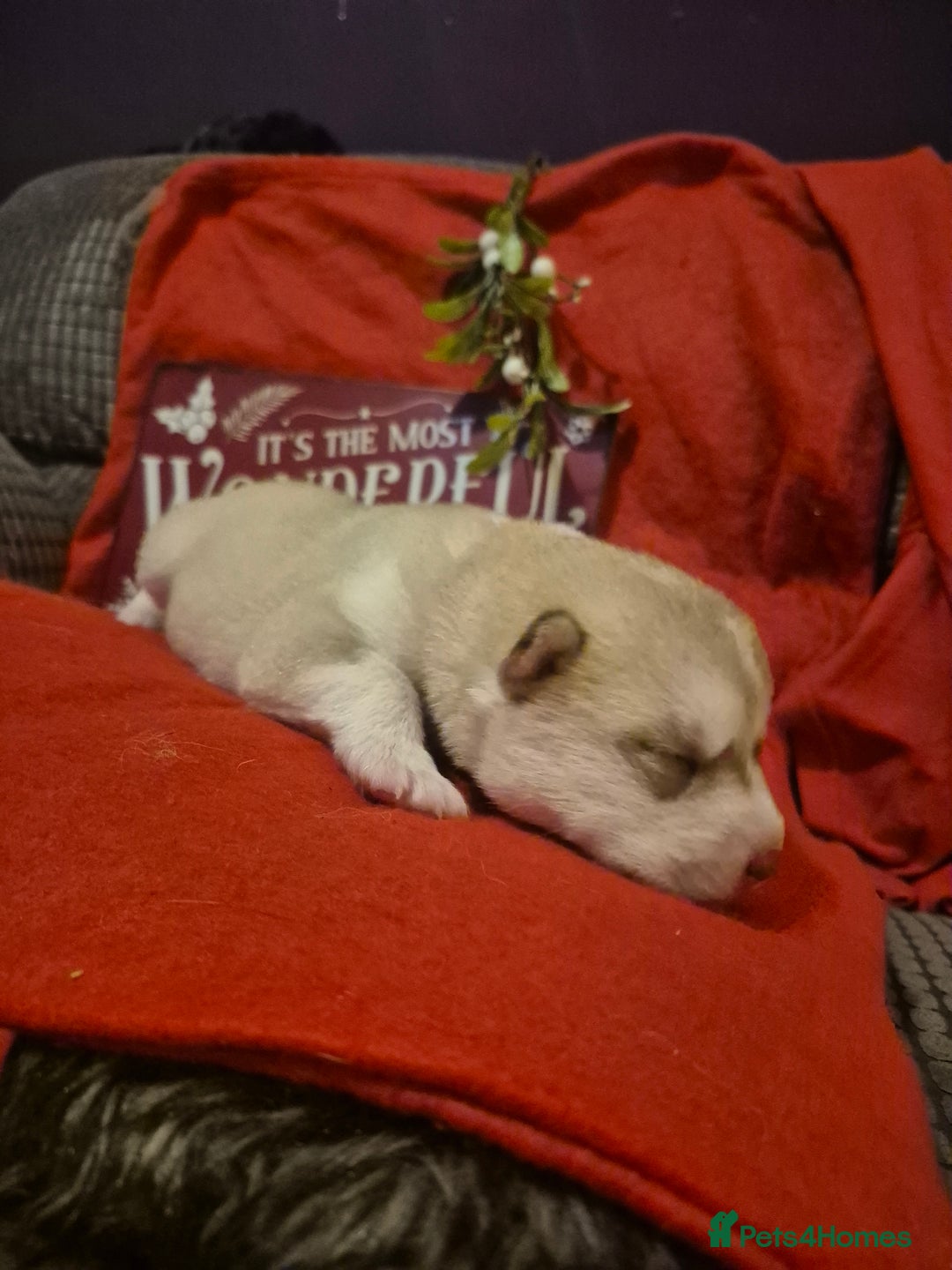 Alaskan Malamute dogs for sale: Beautiful husky malmute puppies - Advert 5