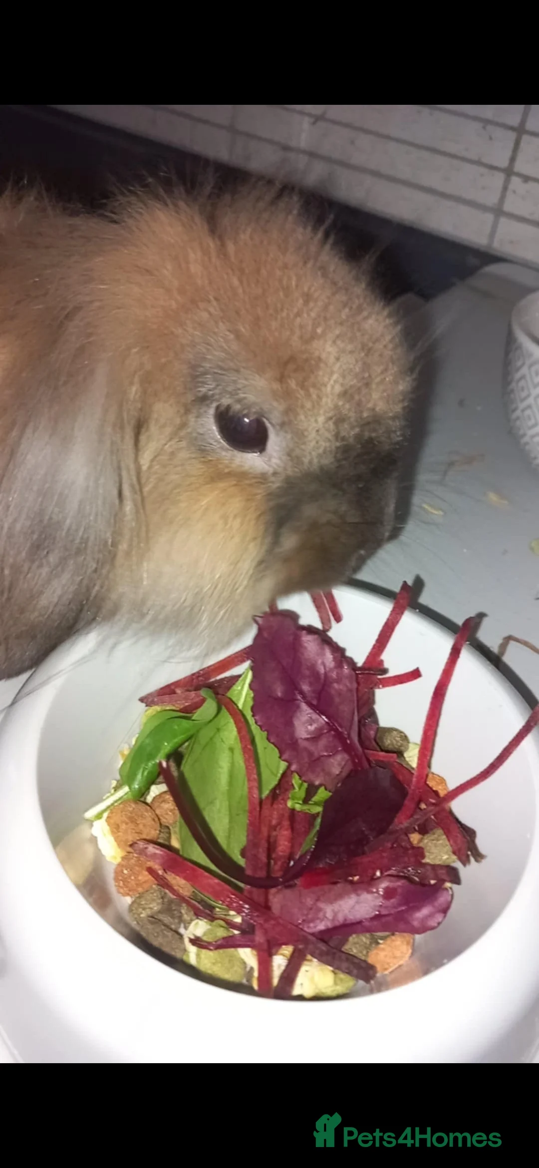 Mini Lion Lop rabbits for sale: Meet Joe the mini lion lop  in Saint Helens - Advert 1