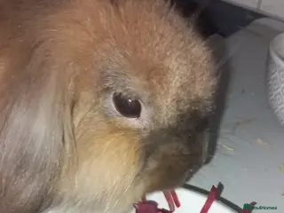 Mini Lion Lop rabbits Meet Joe the mini lion lop in Saint Helens - Advert 1