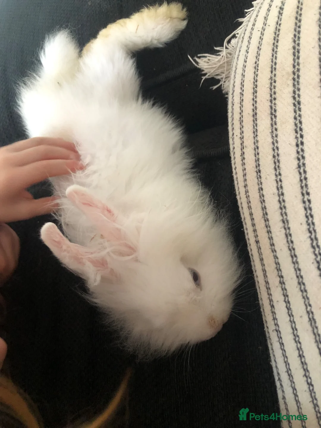 Lionhead rabbits for sale: Lionhead rabbit  in Wolverhampton - Advert 3