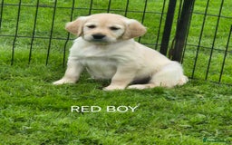 Golden Retriever dogs for sale: KC GOLDEN RETRIEVER PUPPIES  - Image 14