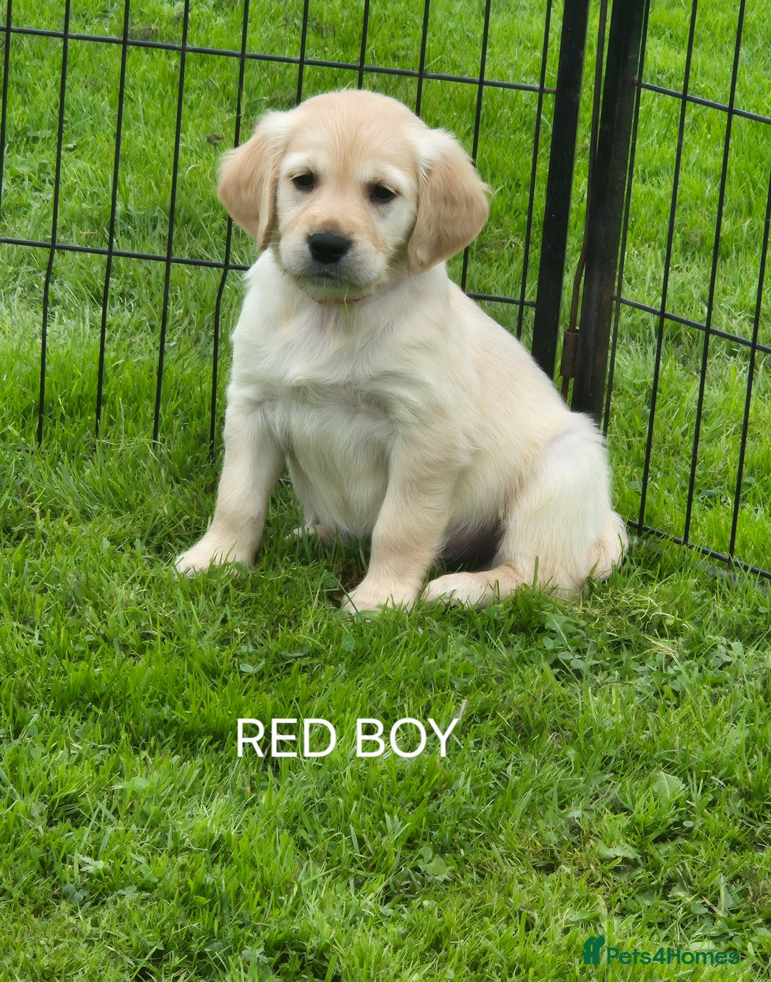 Golden Retriever dogs for sale: KC GOLDEN RETRIEVER PUPPIES  - Image 14