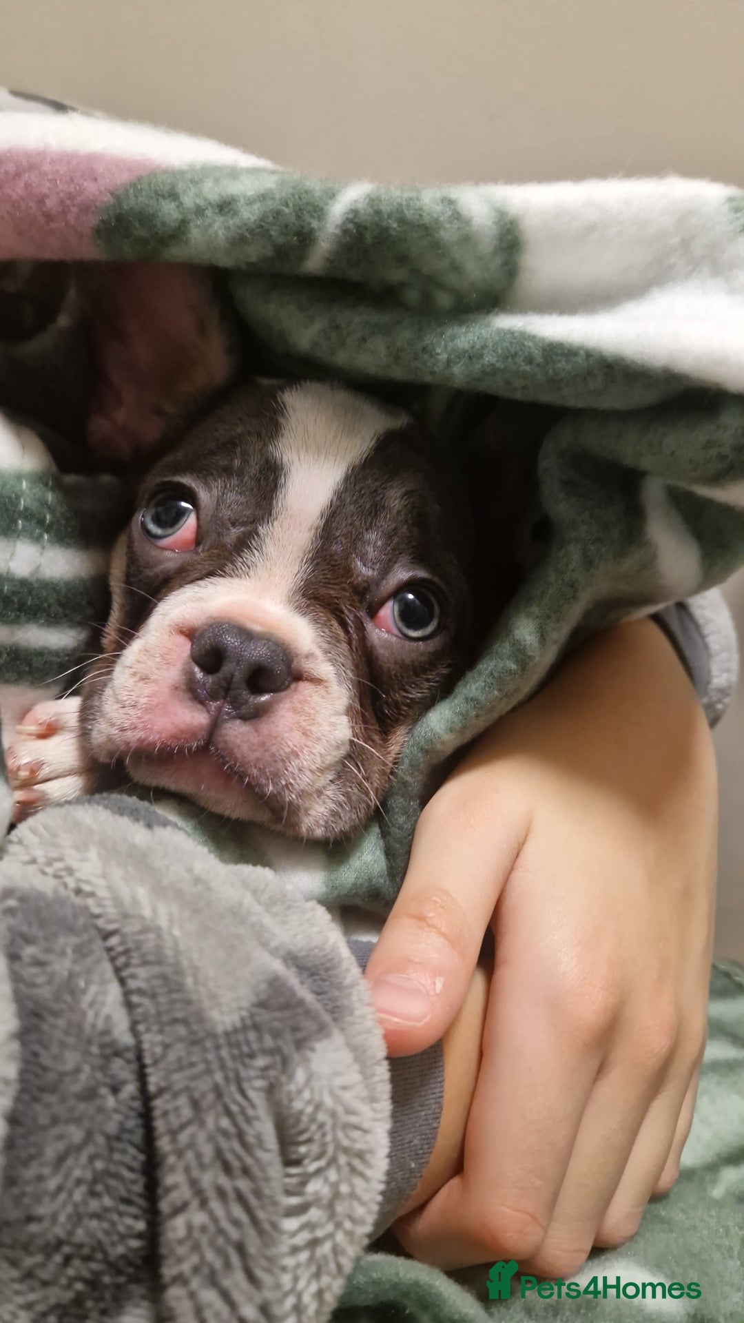 French Bulldog dogs for sale: 15 week old french bulldog - Advert 5