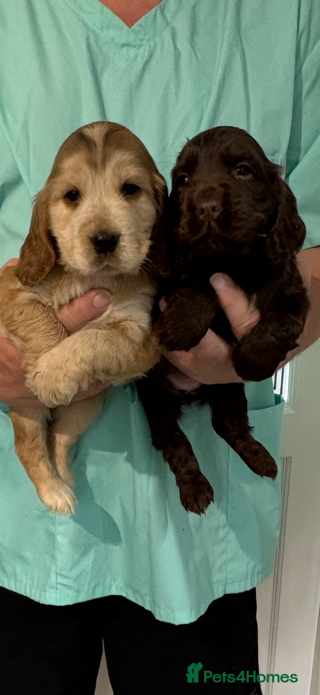 Cocker Spaniel dogs for sale:  Show Cocker spaniel puppies - Image 5
