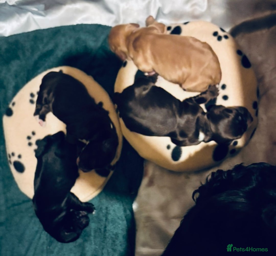 Cocker Spaniel dogs for sale: 🐶 COCKER SPANIEL PUPPIES 🐶  - Advert 9