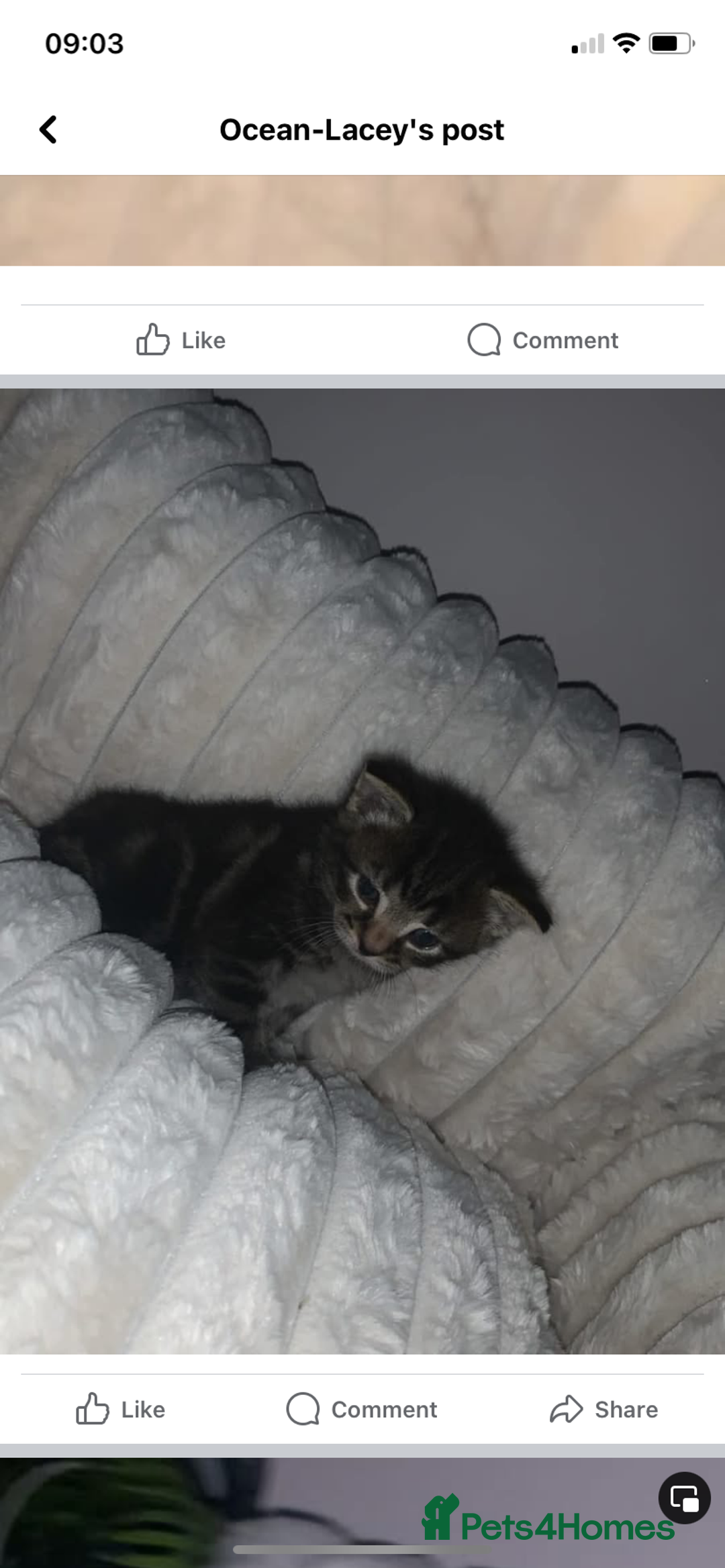 Mixed Breed cats for sale: 2 beautiful kittens for sale - Advert 1