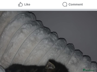 Mixed Breed cats 2 beautiful kittens for sale - Advert 1