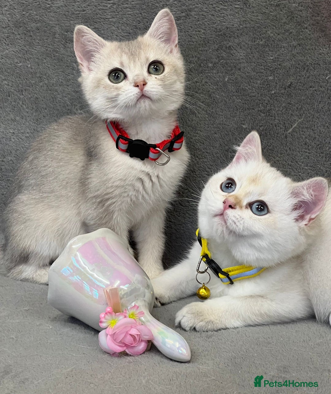 British Shorthair cats for sale: 🫶GCCF - NY12 Golden British Shorthair kittens 🫶 - Image 27