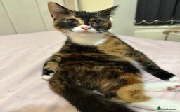 Mixed Breed cats for sale: 2 female kittens 🐈‍⬛ 🩷 - Image 2