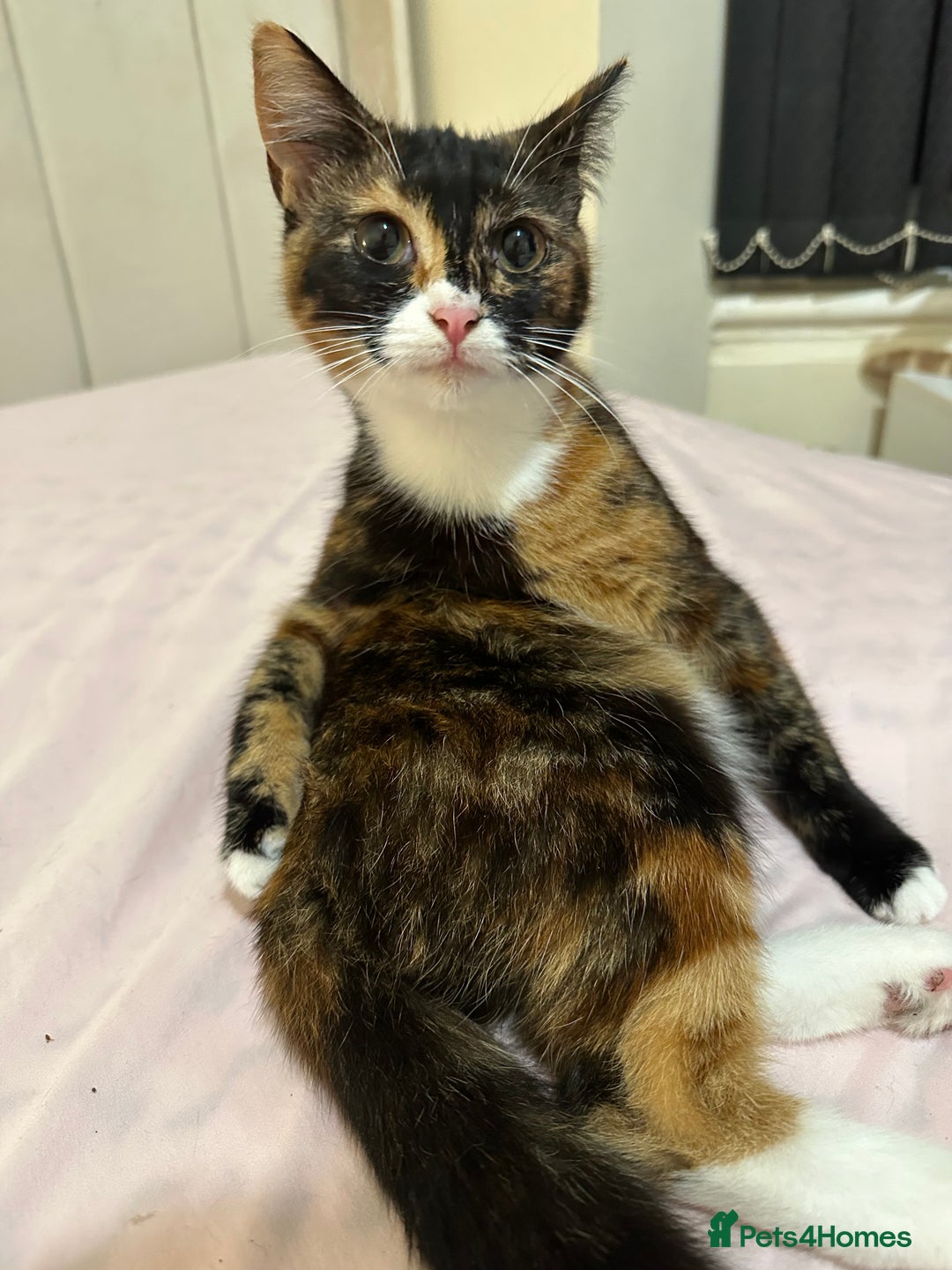 Mixed Breed cats for sale: 2 female kittens 🐈‍⬛ 🩷 - Image 2