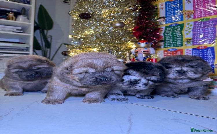 Chow Chow dogs Stunning chows ready for  **   - Advert 6