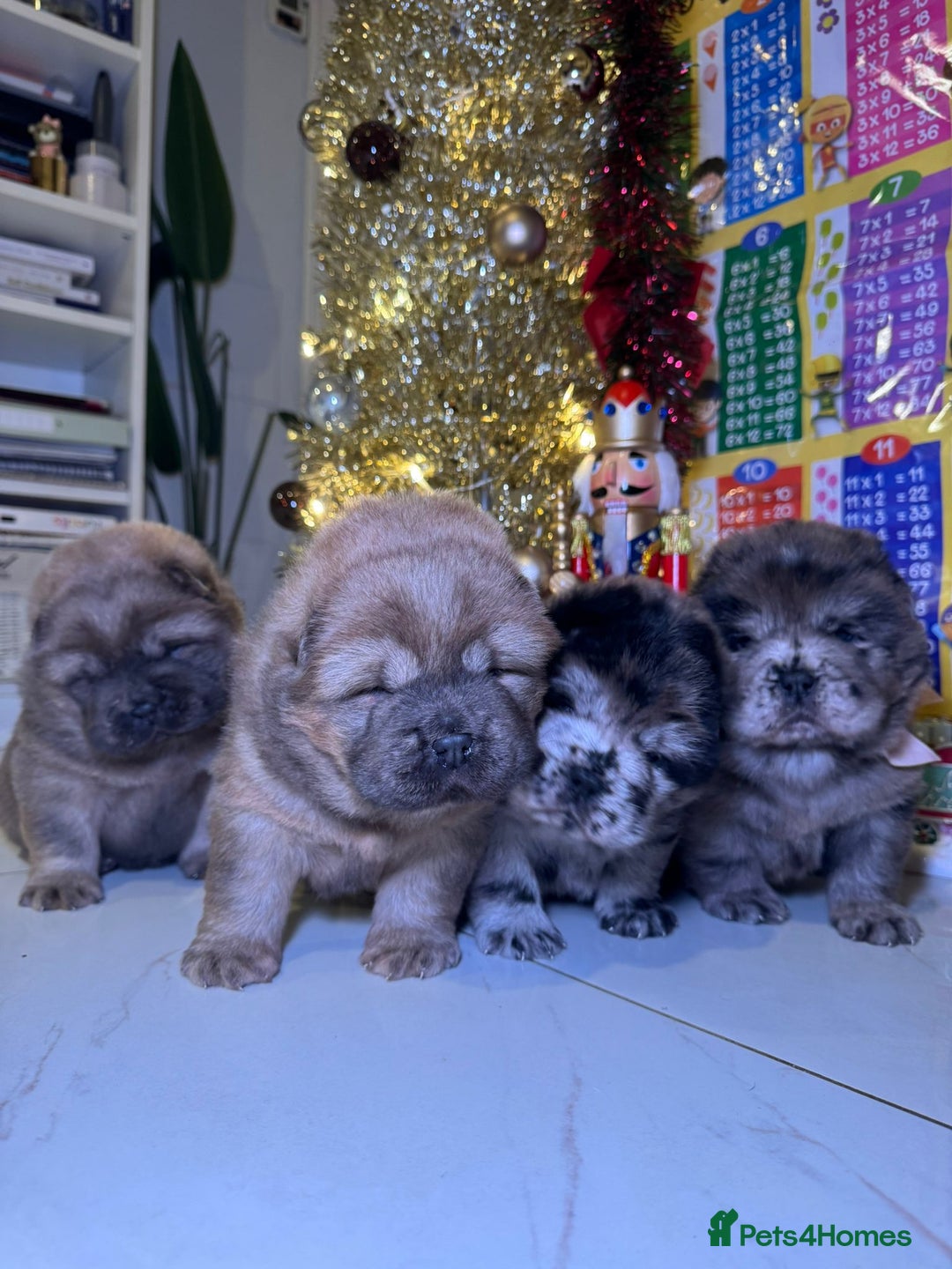 Chow Chow dogs for sale: 1 last Beautiful chows ready to fly   - Advert 4