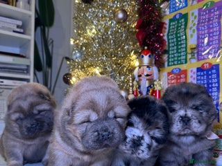 Chow Chow dogs Stunning chows ready for ** - Advert 9