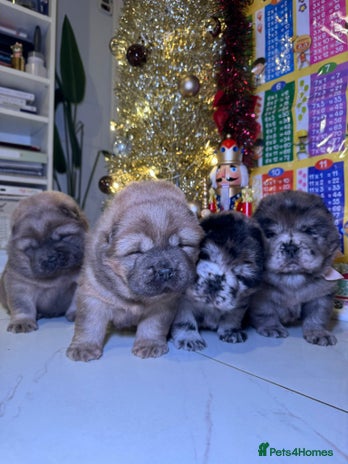 Chow Chow dogs Stunning chows ready for ** - Advert 6