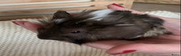 Guinea Pig rodents for sale:  VERY tame, healthy, GORGEOUS baby boy Guinea pigs - Advert 15