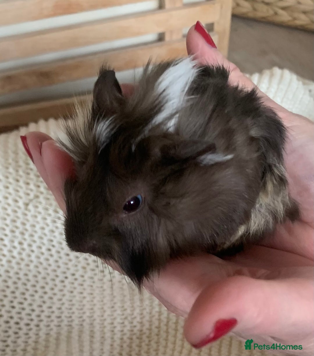 Guinea Pig rodents for sale:  VERY tame, healthy, GORGEOUS baby boy Guinea pigs - Advert 15