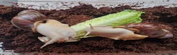 Snails invertebrates for sale: Albino Giant African Landsnails in Beverley - Advert 5