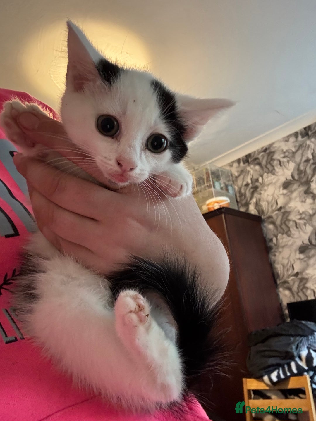 Mixed Breed cats for sale: 3 kittens looking for there forever home  - Image 1
