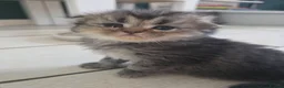 Scottish Fold cats for sale: Beautiful Scottish Fold Kittens  in Peterborough - Advert 6