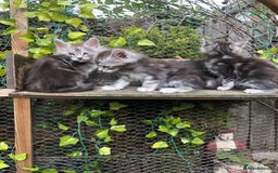 Maine Coon cats for sale: Maincoon kittens ready now  - Image 5