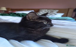 Mixed Breed cats for sale: Robin & Rosie - Image 7
