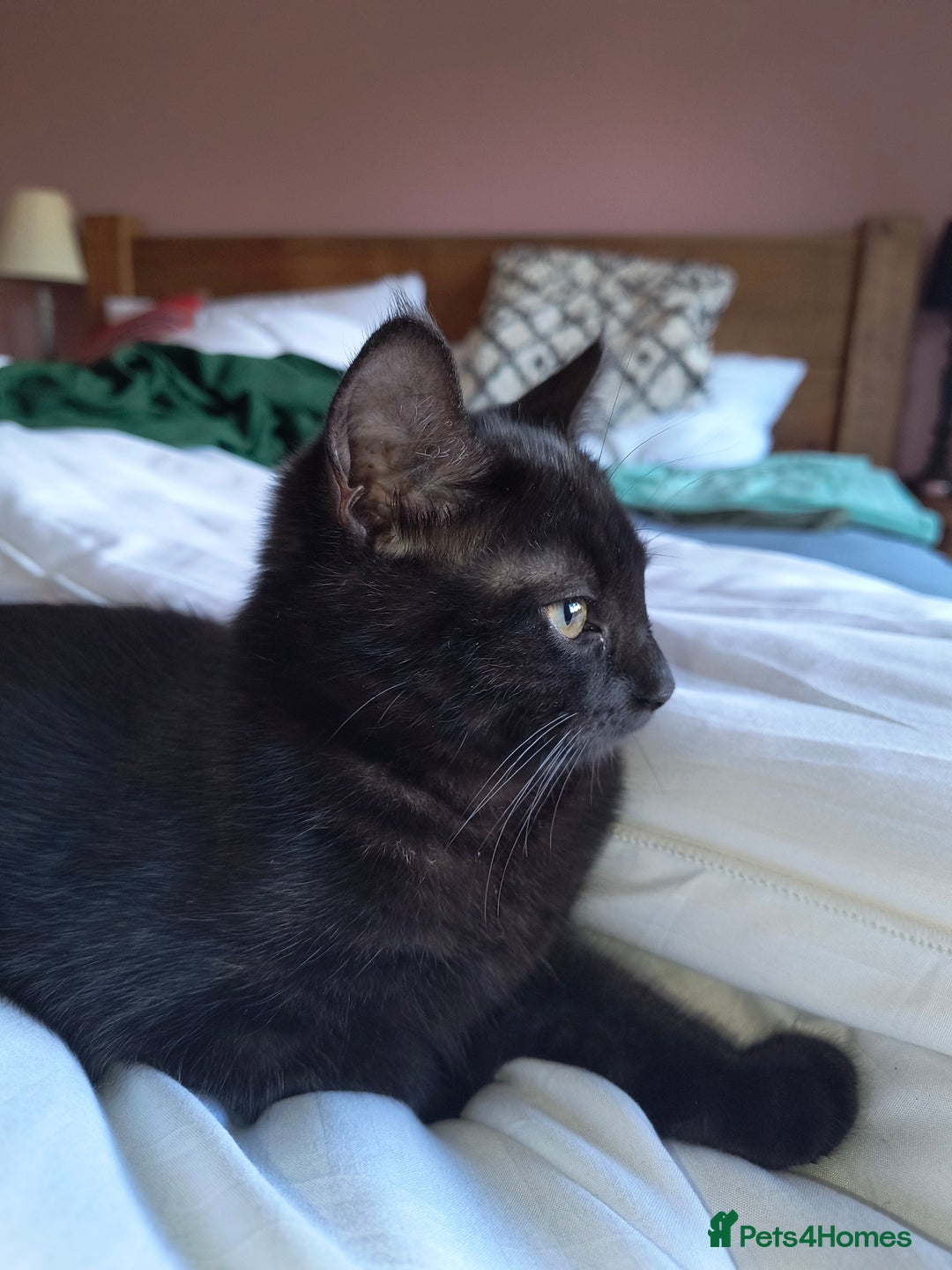 Mixed Breed cats for sale: Robin & Rosie - Image 7