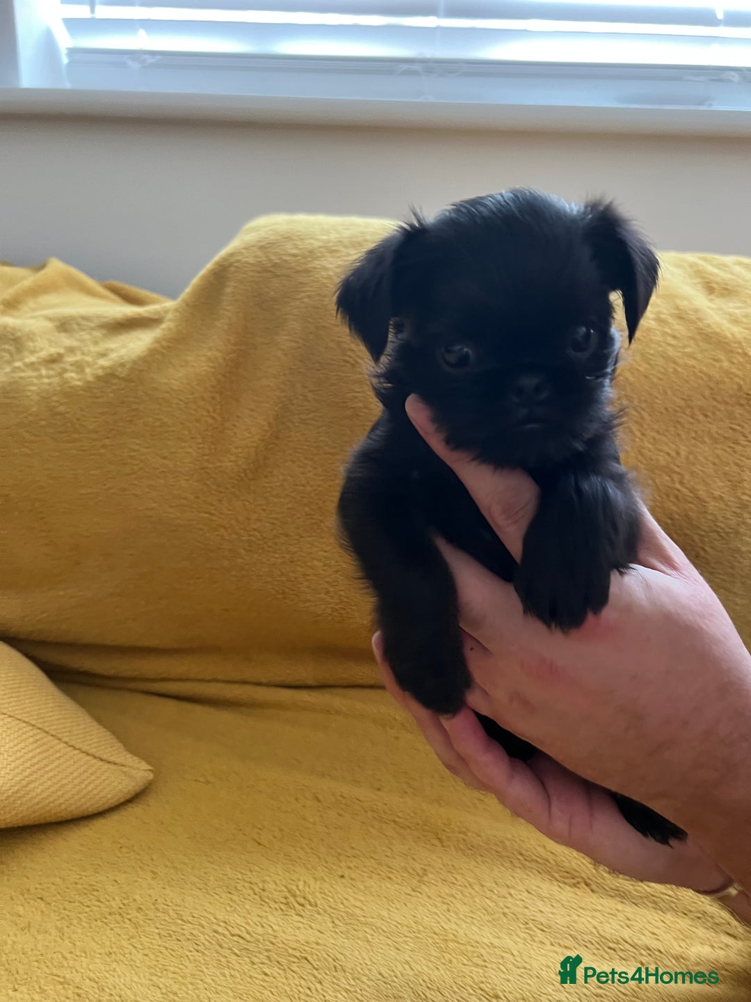 Griffon Bruxellois dogs for sale: Griffon Bruxellois Puppies - Image 10