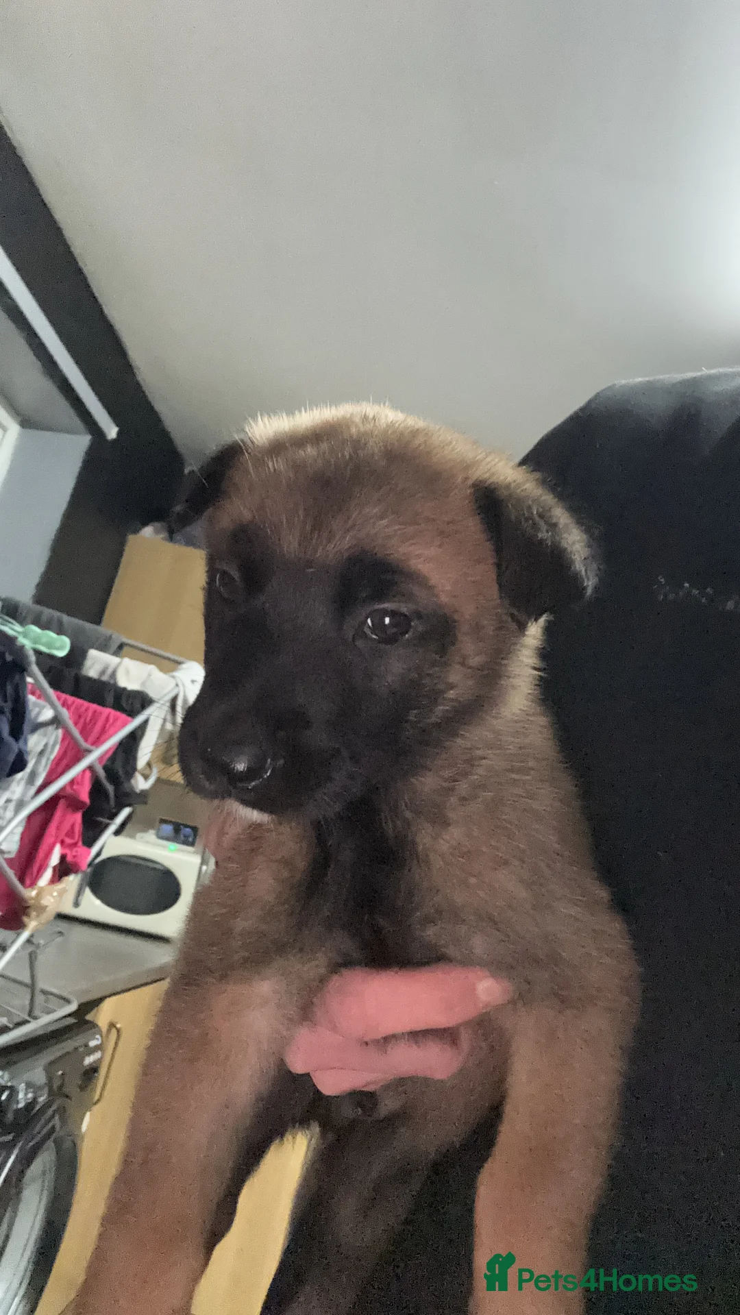 Belgian Shepherd Dog dogs for sale: Belgian shepherd pups - Advert 15