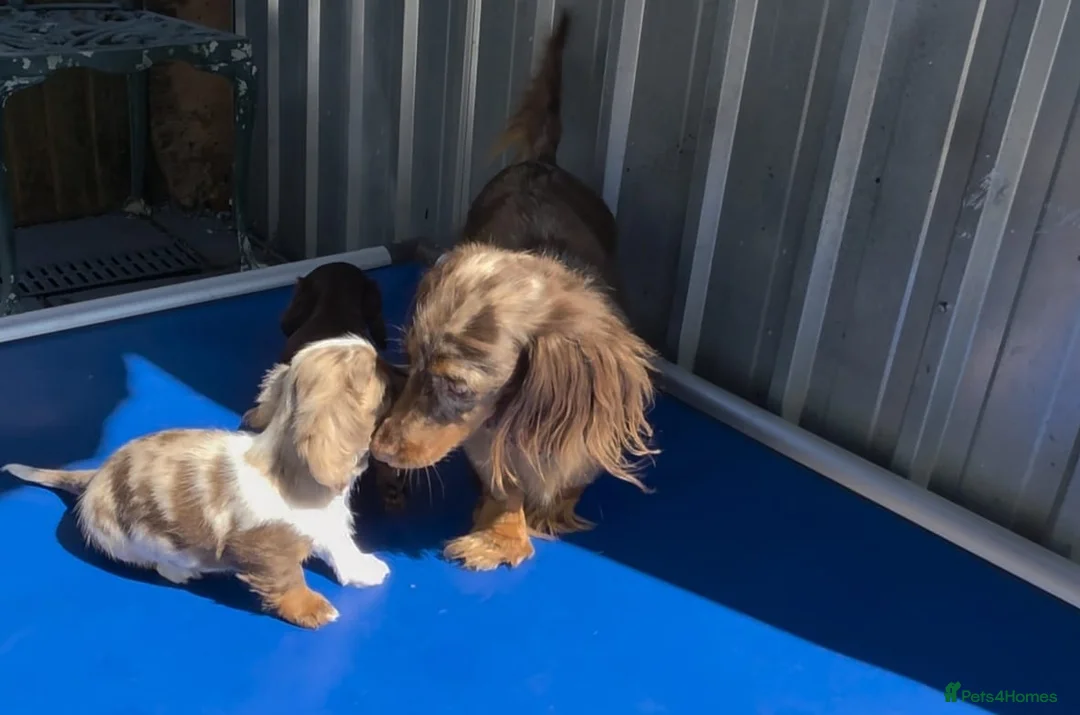 Miniature Dachshund dogs for sale: KC REGISTERED BEAUTIFUL MINIATURE LONGHAIRS - Advert 27