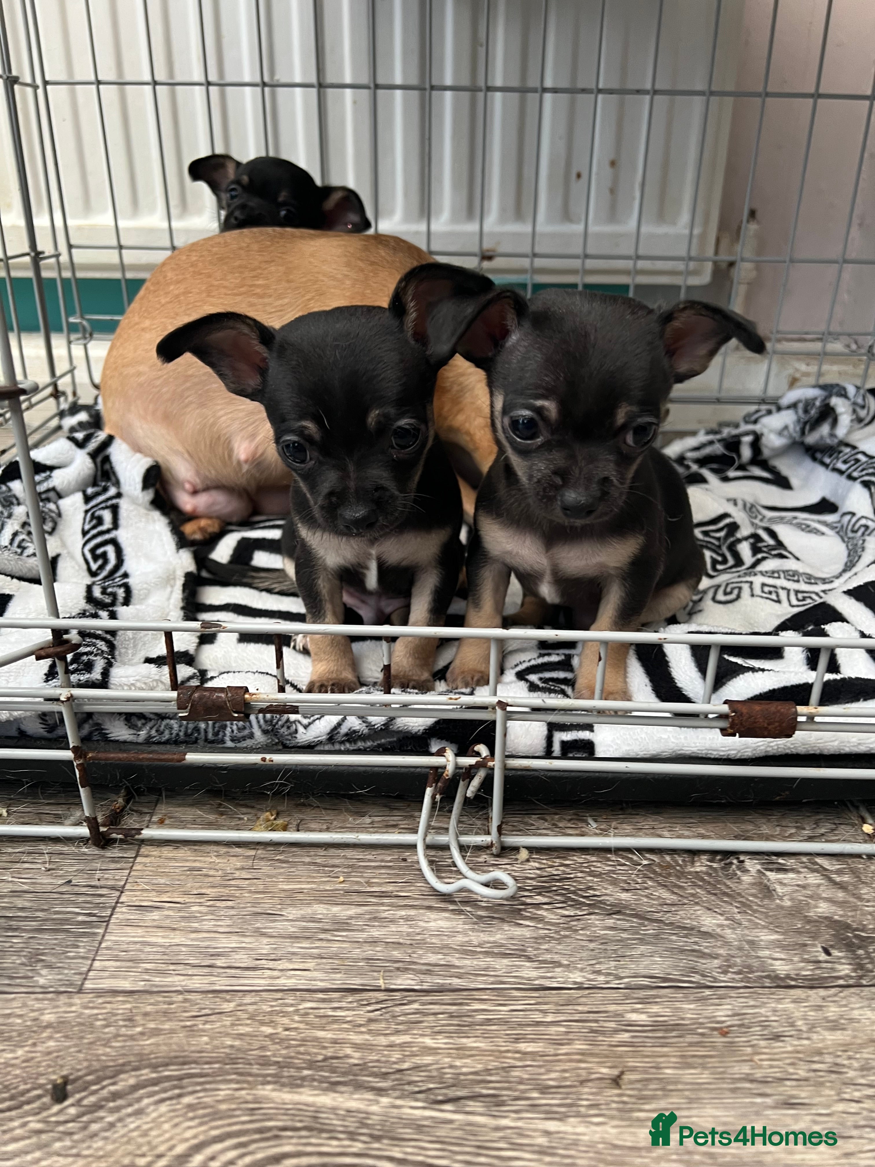 Chihuahua dogs Full breed chihuahua lovely puppies  - Advert 7