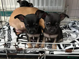 Chihuahua dogs Full breed chihuahua lovely puppies - Advert 7