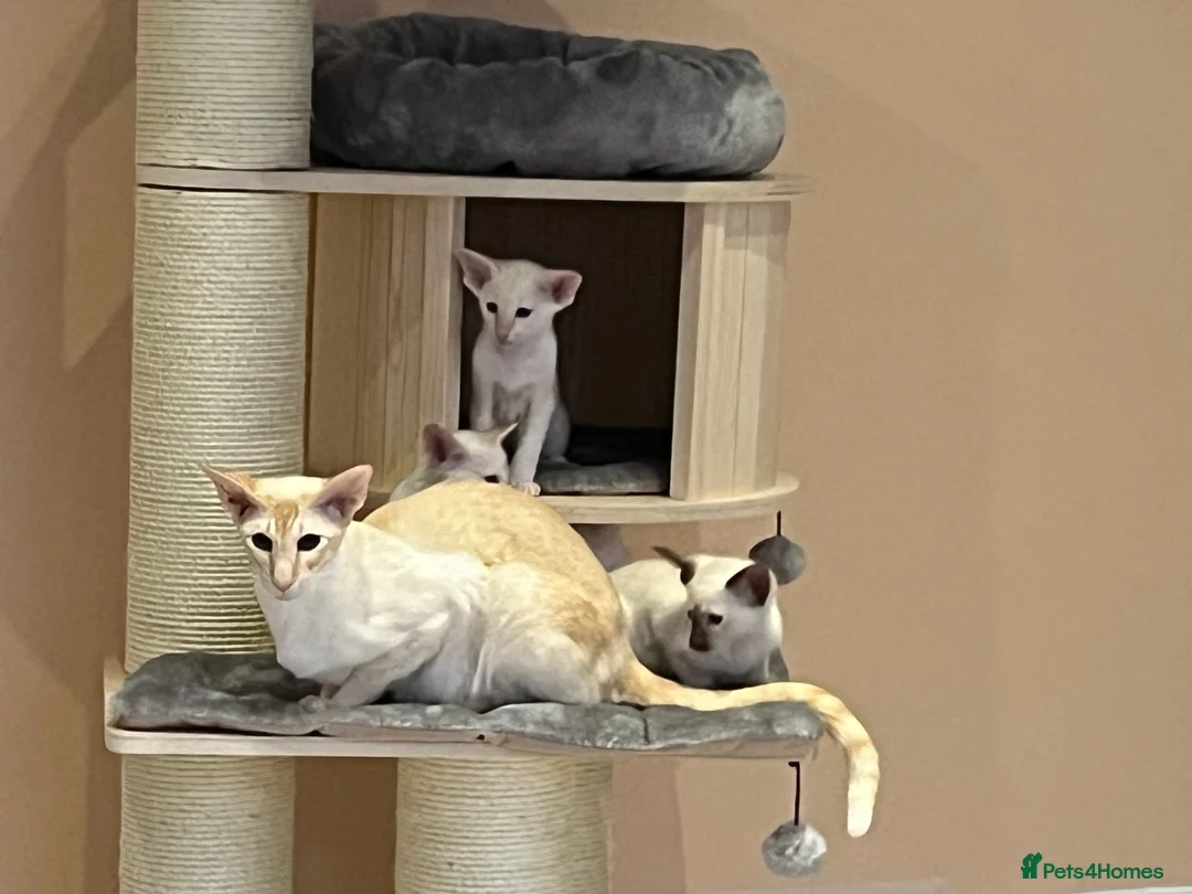 Siamese cats for sale: Siamese kitten gccf registered  - Advert 4