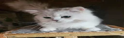 British Shorthair cats for stud: Gccf british reg golden series all colours - Advert 5