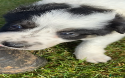 Border Collie dogs for sale: Adorable Border Collie pups for sale - Image 5
