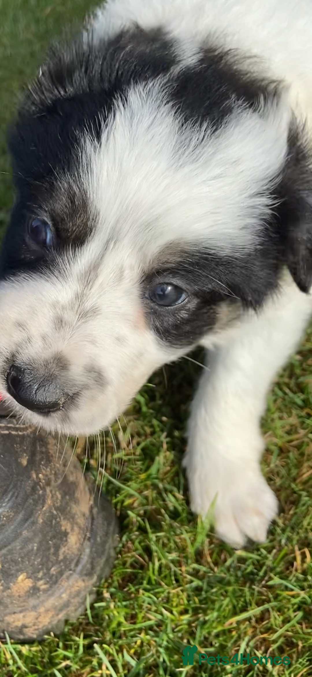 Border Collie dogs for sale: Adorable Border Collie pups for sale - Image 5