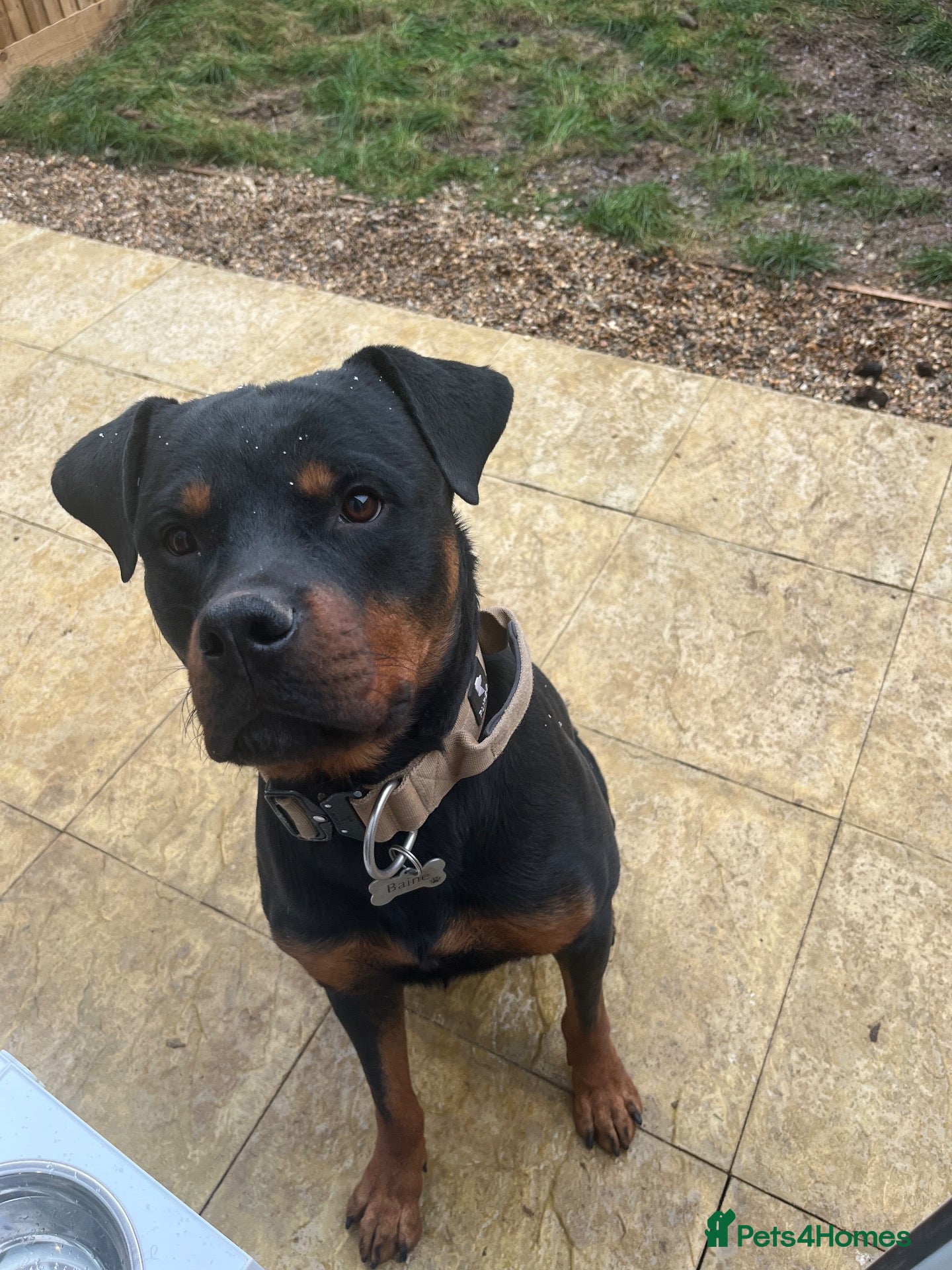 Rottweiler dogs 2 year old Rottweiler  - Advert 2