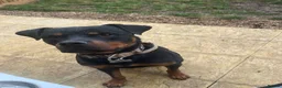 Rottweiler dogs for sale: 2 year old Rottweiler  - Advert 1