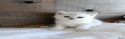 British Shorthair cats for sale: British Shorthair Silver Shaded NS11 in Leicester - Advert 7