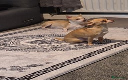 Chihuahua dogs for sale: 2 beautiful girl chihuahuas  - Advert 6