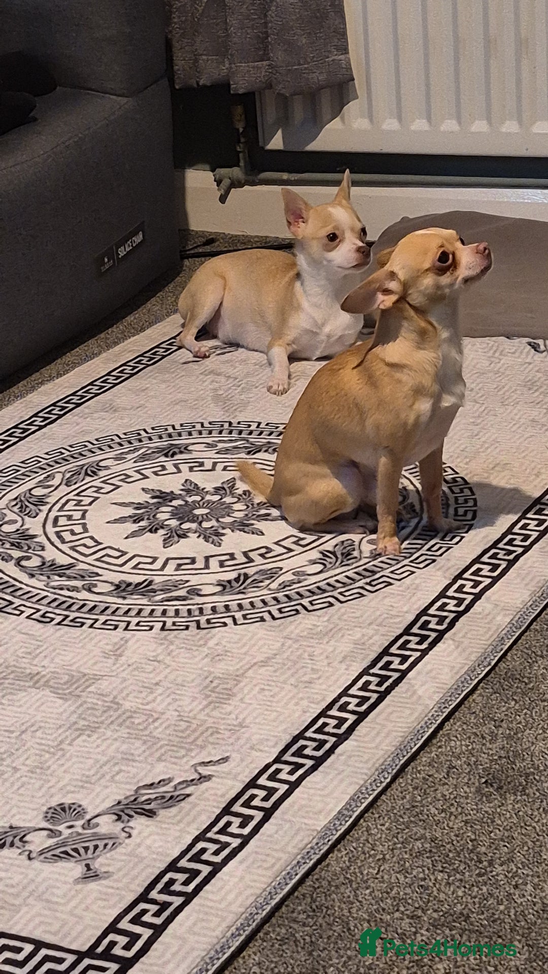 Chihuahua dogs for sale: 2 beautiful girl chihuahuas  - Advert 6