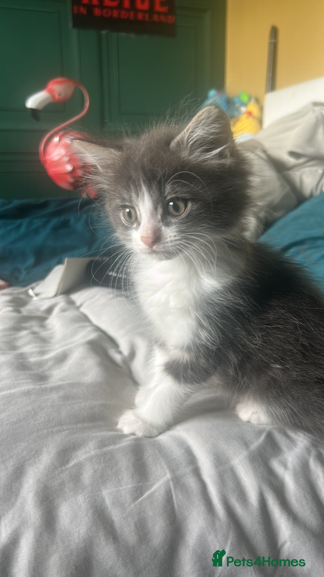 British Longhair cats for sale:  Boy and girl kitten for sale  - Image 1